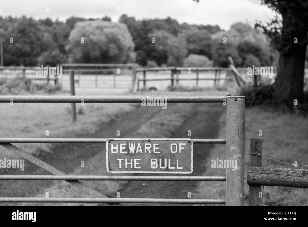 Beware of the Bull Stock Photo - Alamy