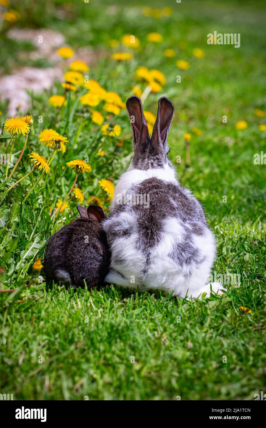 White Rabbit Rear End A white rabbit with gray ears and a small black rabbit are sitting on ...