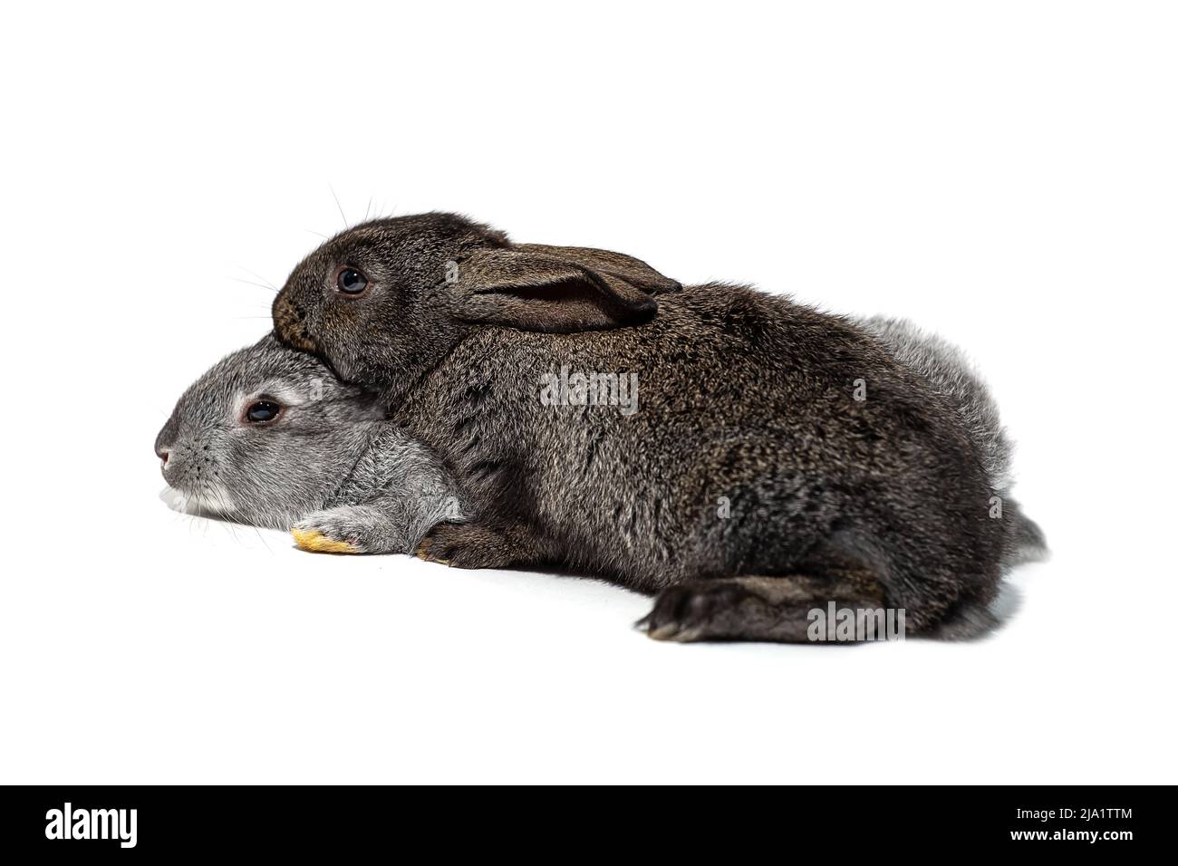 Two cute rabbits isolated on hires stock photography and images Alamy