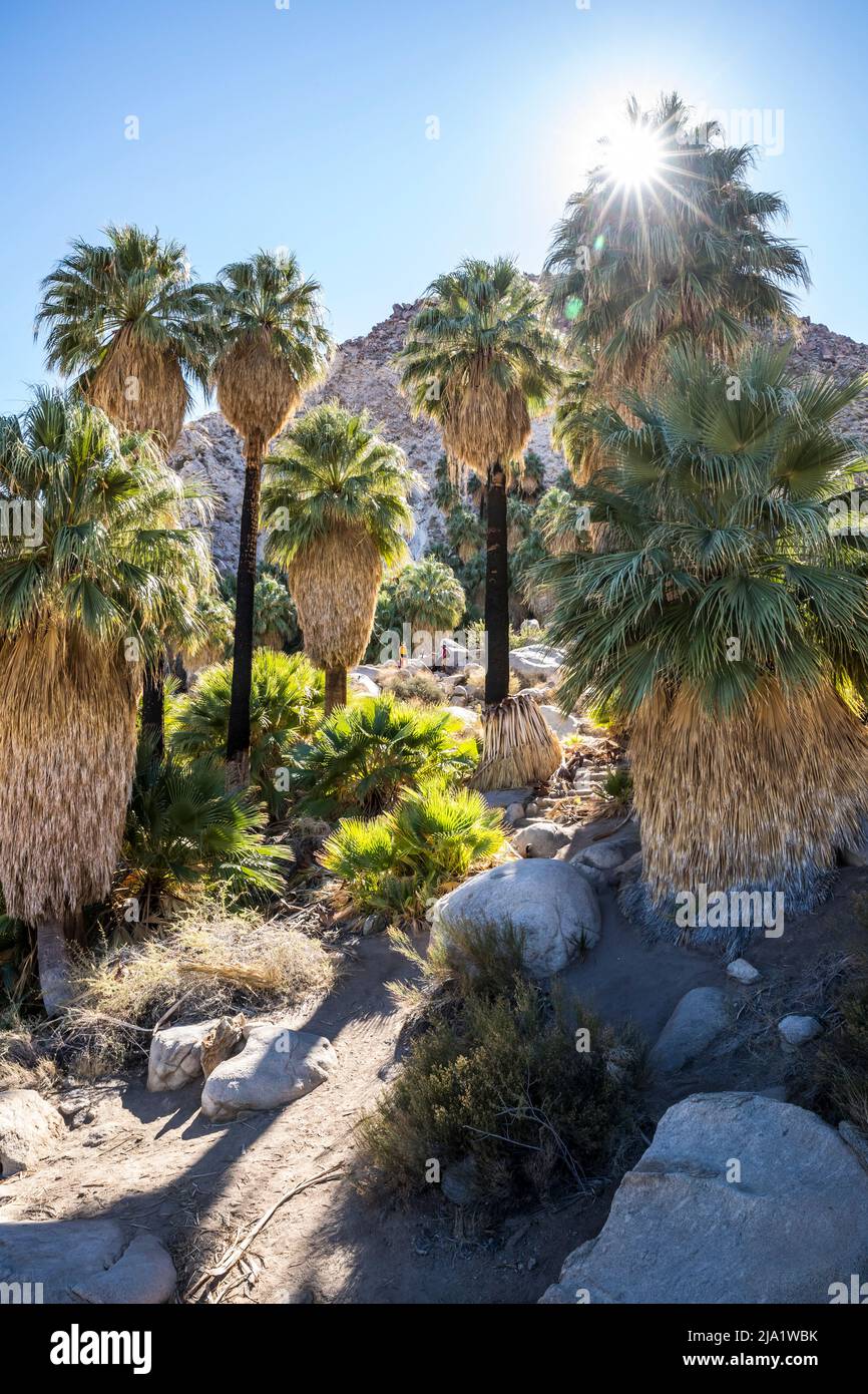 At the Fortynine Palms Desert Oasis in Joshua Tree National Park. Stock Photo