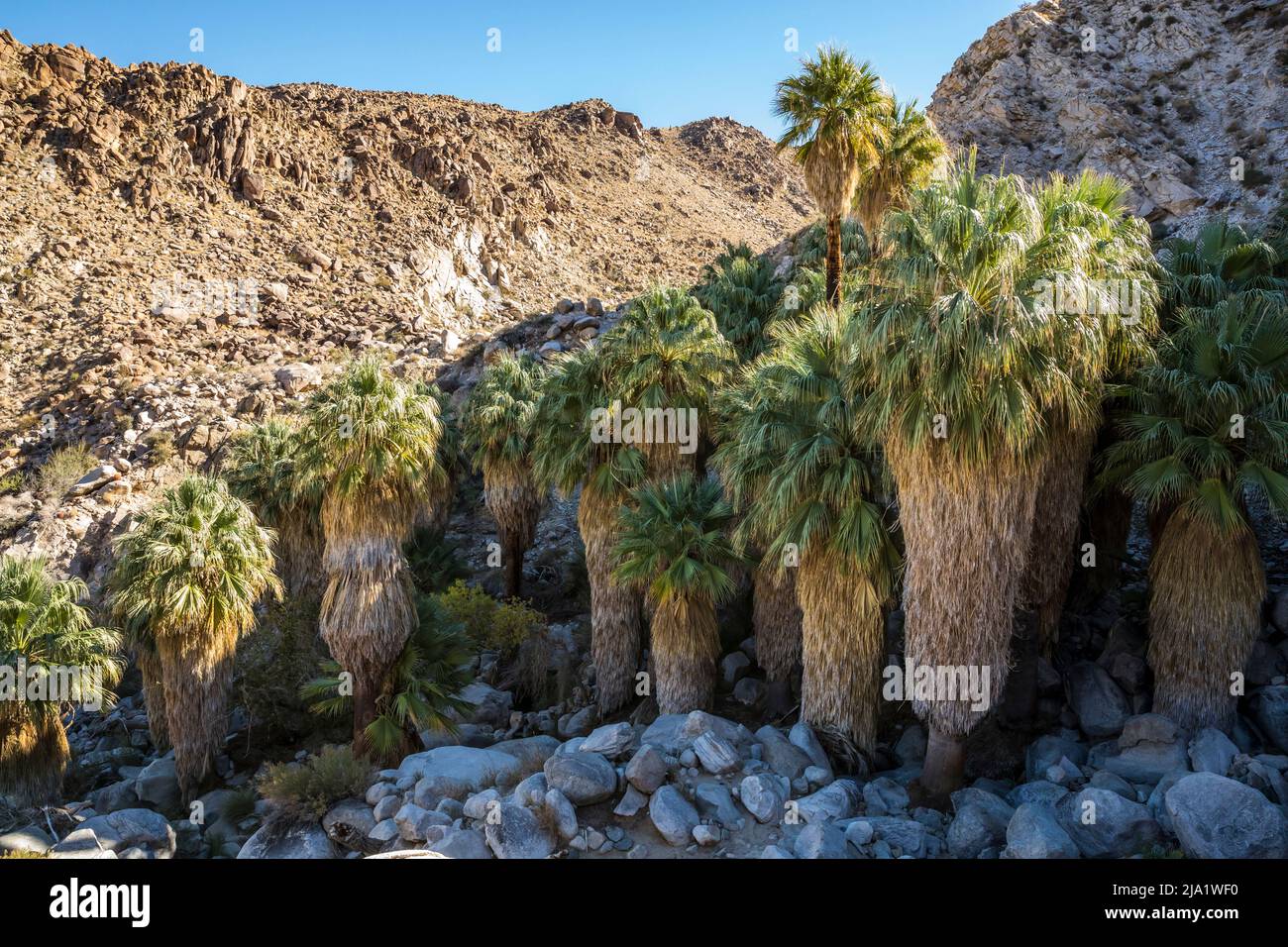 At the Fortynine Palms Desert Oasis in Joshua Tree National Park. Stock Photo