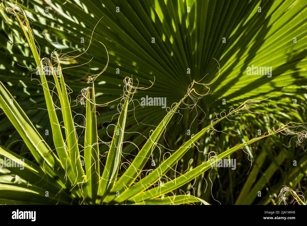 Closeup view of a Fan Palm tree where the delicate ends of the fronds get whipped into strings by the winds. Stock Photo
