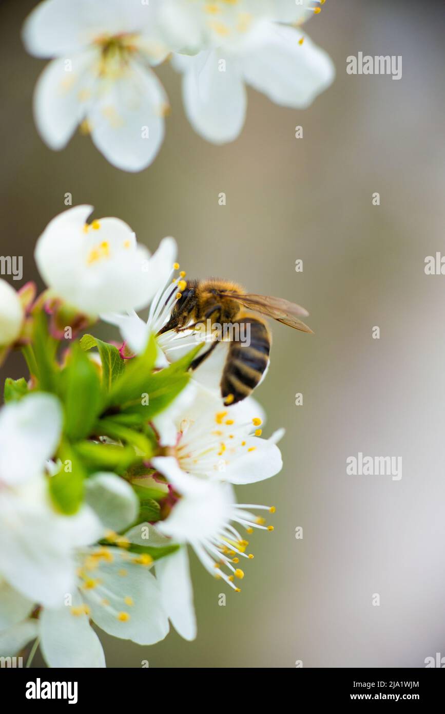 A honey bee takes nectar from a spring flower of a white cherry on a