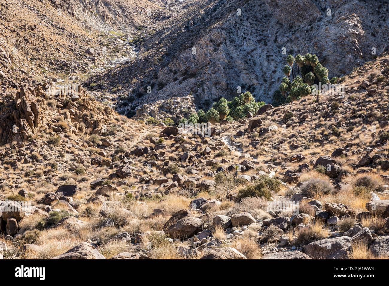 On the trail to Fortynine Palms Desert Oasis in Joshua Tree National Park. Stock Photo