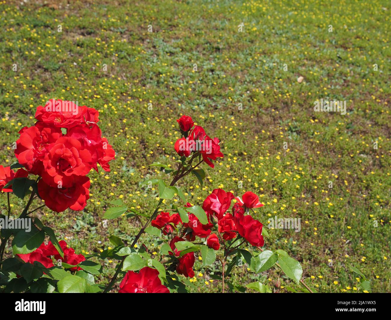 rose perennial shrub red flower scientific name Rosa Stock Photo Alamy