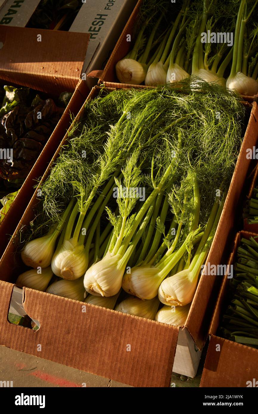 A case of fresh fennel for sale at the Oxford Produce Auction in Oxford