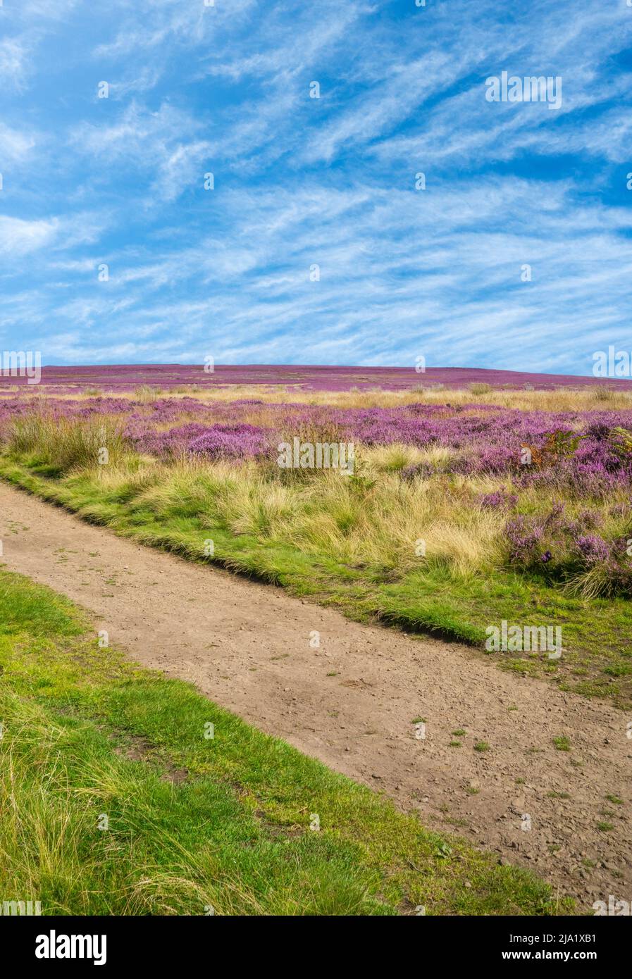 The Cleveland Way national trail footpath with Heather in flower near Gribdale Gate, North York Moors National Park, North Yorkshire, England. UK Stock Photo