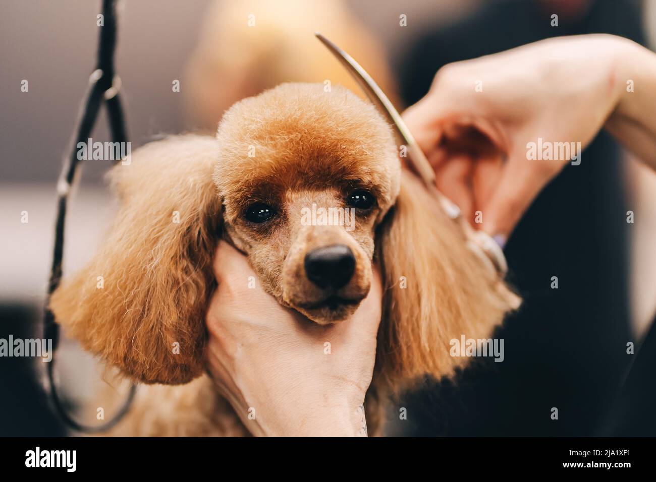 Poodle haircut. The master performs work in the grooming salon Stock ...