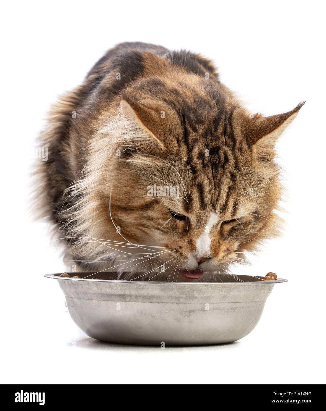 Cute maine coon cat eating on white background Stock Photo Alamy