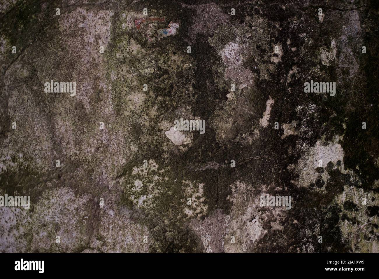 Wall with black mold. dangerous fungus that is not safe for health