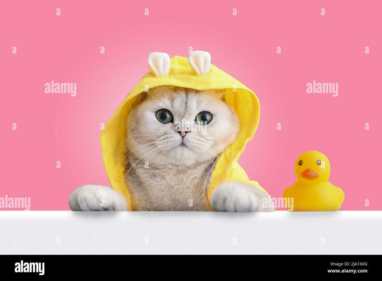 A funny white cat in a yellow coat looks out of a white shell, a yellow rubber duck stands nearby, on a pink background. Stock Photo