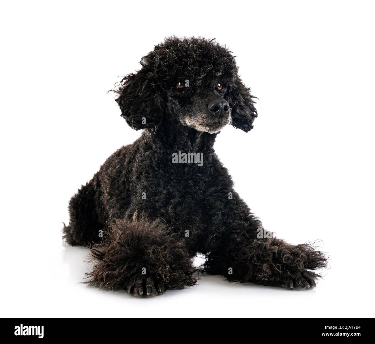black poodle in front of white background Stock Photo - Alamy