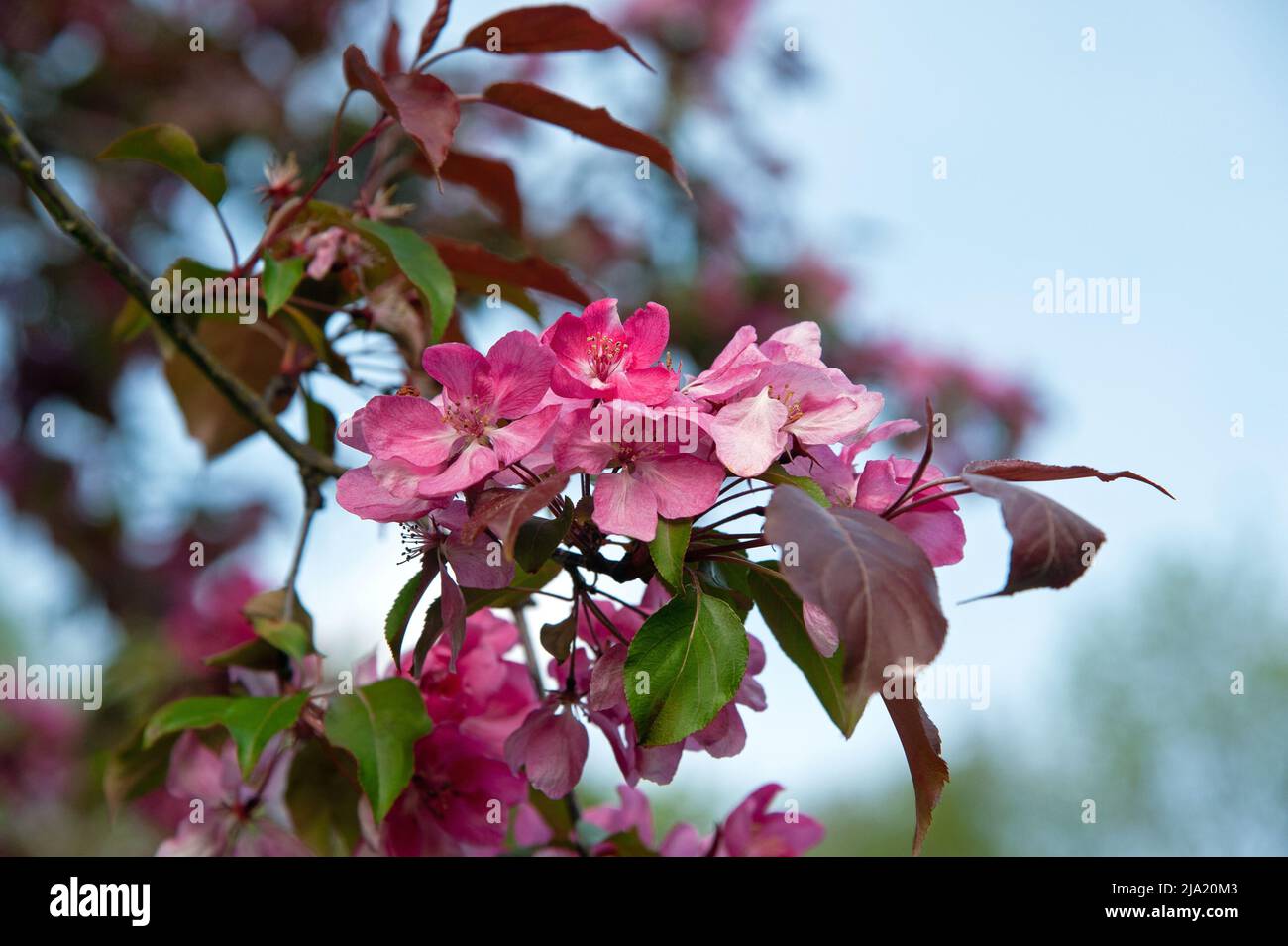Pink blossoming twig of cherry tree in sunny spring garden (closeup). Stock Photo