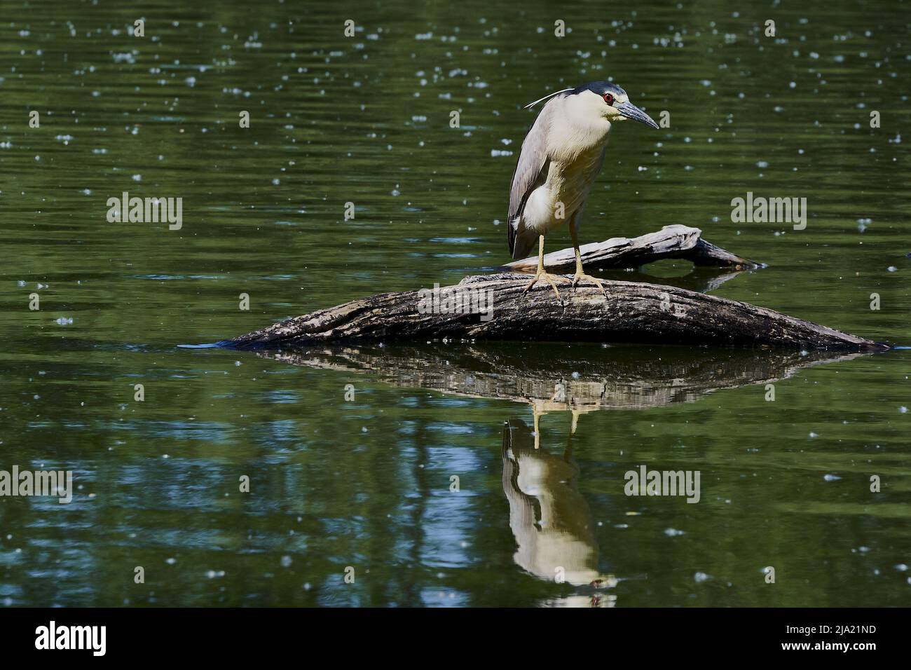 Black-crowned night heron on a log in a pond Stock Photo