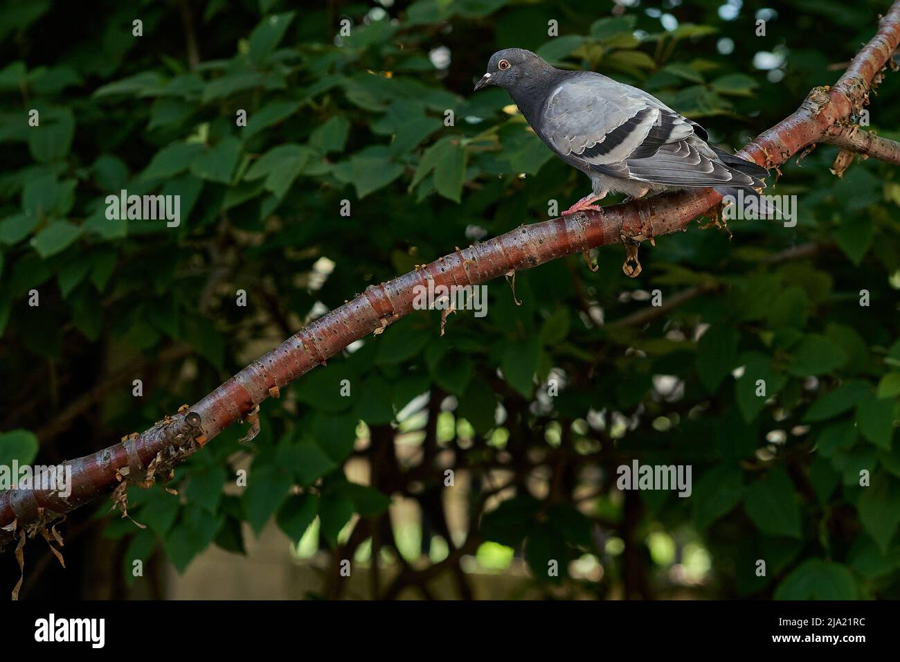 focus on pigeon on a tree limb with greenery in the background Stock Photo