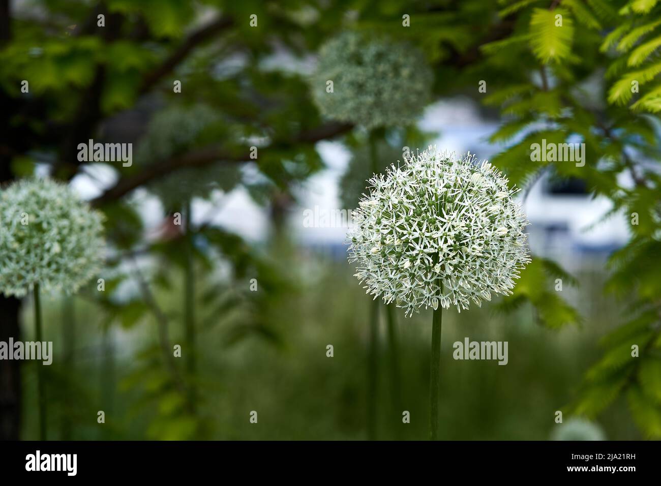large white allium in foreground with trees, green leaves in blurred background Stock Photo