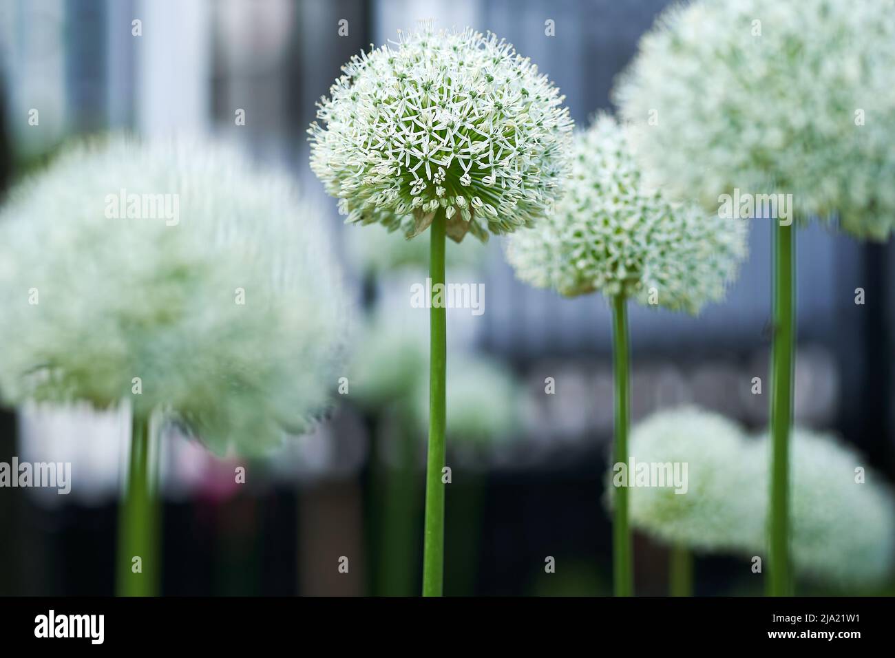 Selective focus on one ornamental onion in gardened of allium , a white bloom with city in background Stock Photo