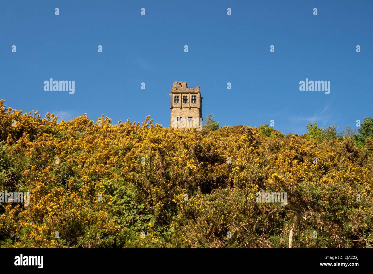 Gorse covered Castle Hill Side with Victoria Tower, Castle Hill. Huddersfield. West Yorkshire. Stock Photo