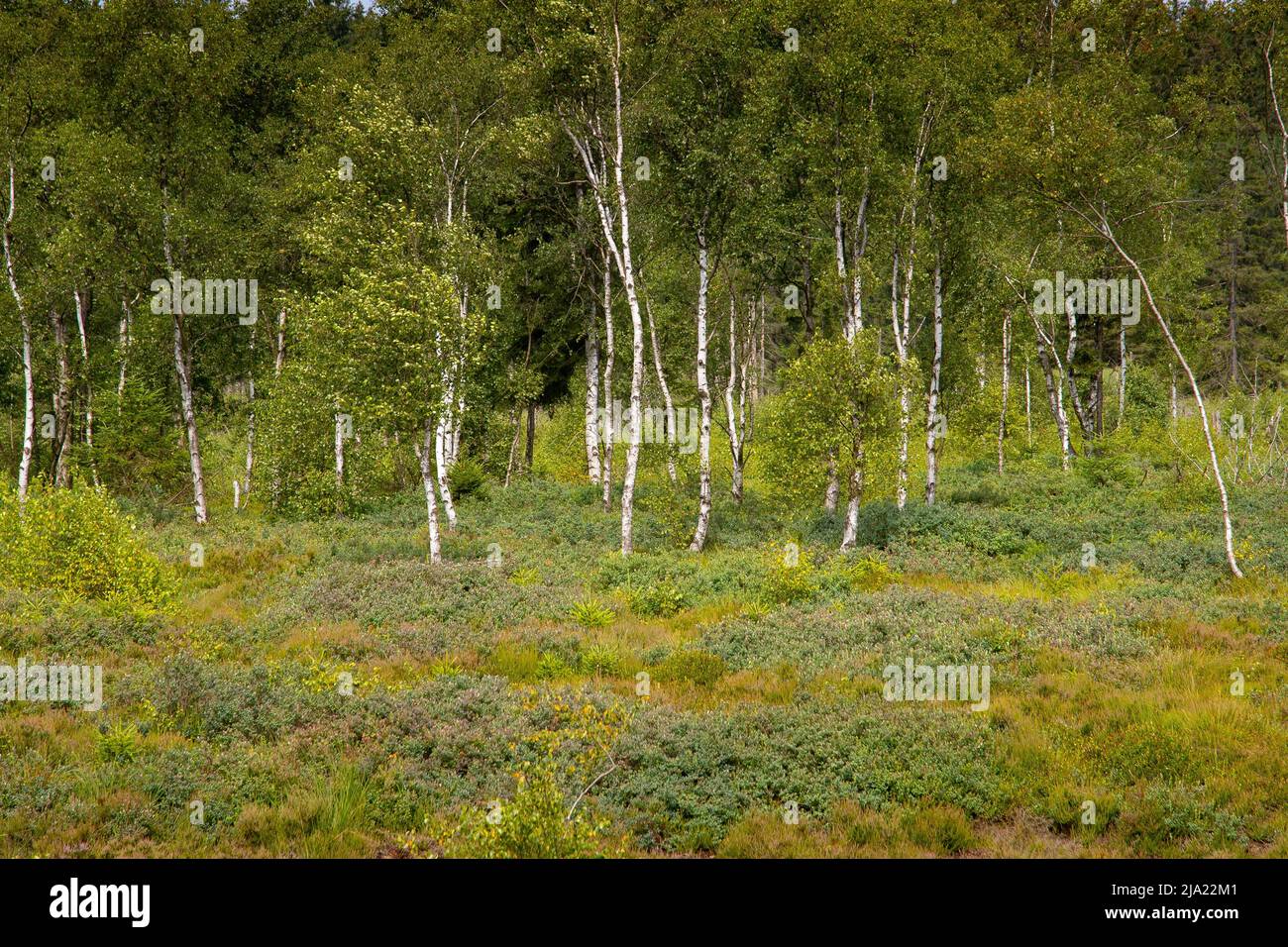 Insight into the Mecklenbruch Moor in summer, Hesse, Germany Stock ...