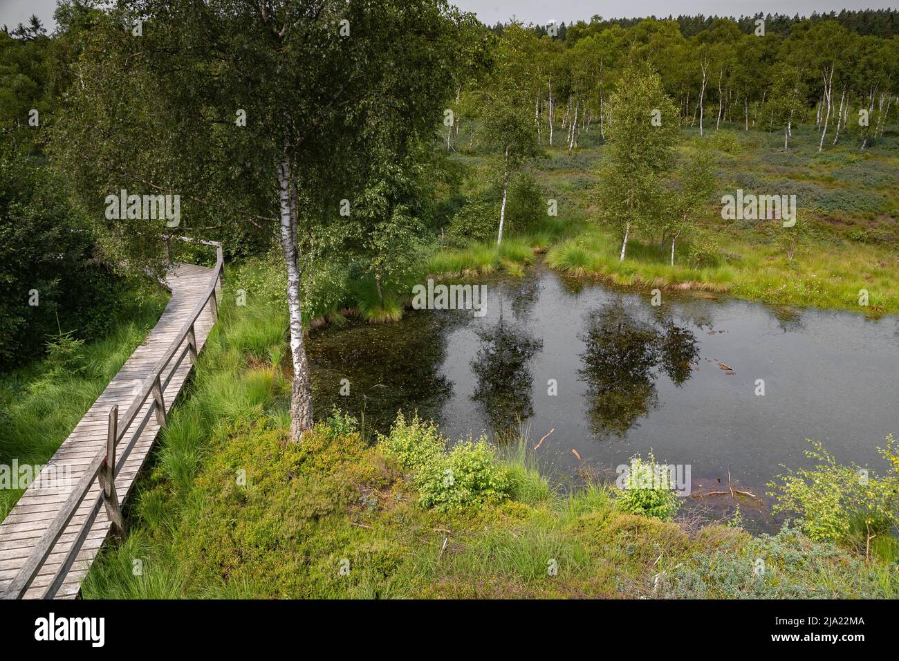 Insight into the Mecklenbruch Moor in summer, Hesse, Germany Stock ...