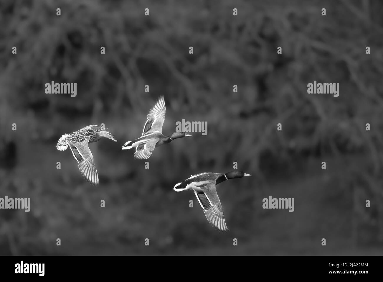 Mallards (Anas platyrhynchos) in flight, Lake Uemmingen, Bochum, North Rhine-Westphalia, Germany Stock Photo