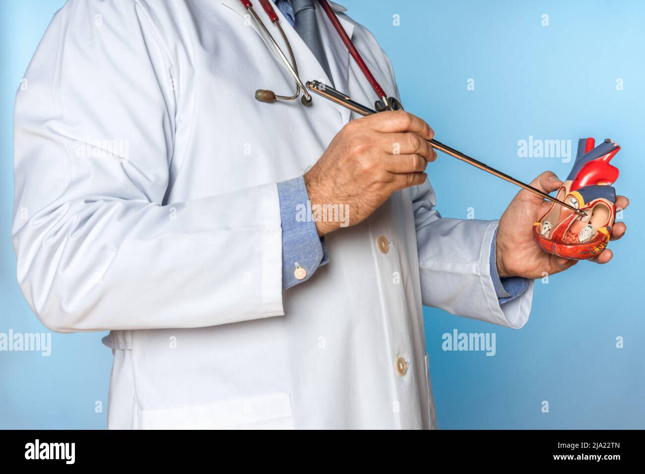 unrecognizable doctor pointing to the inside of a heart of an anatomical model Stock Photo