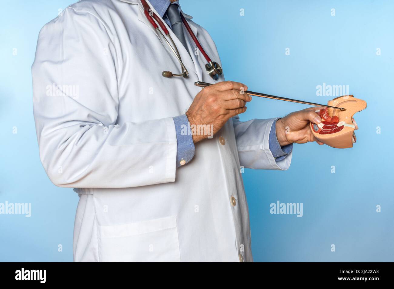 doctor with stethoscope pointing to a female genital organ of an anatomical mode Stock Photo
