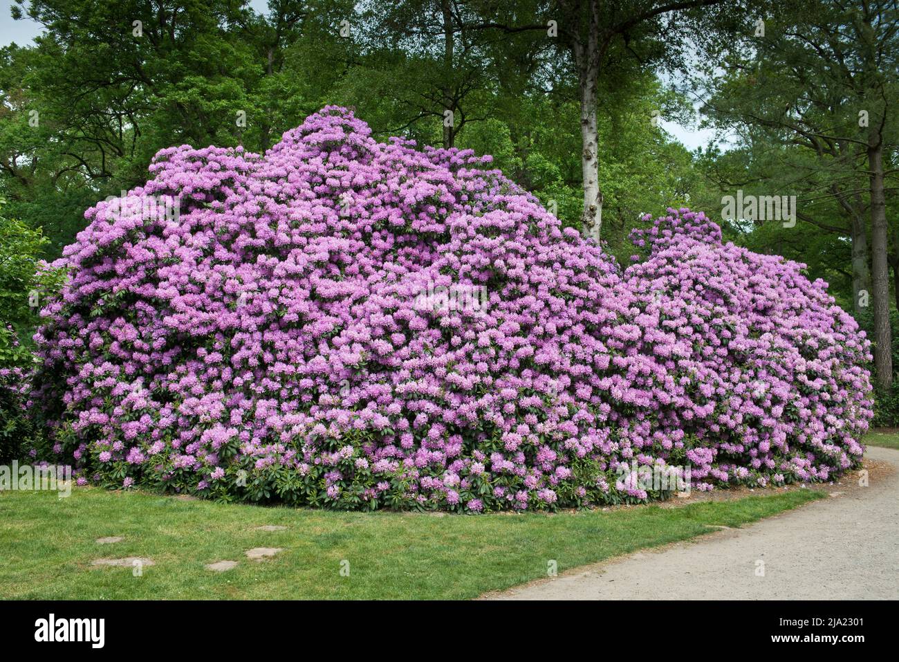 Rhododendron flowers (Rhododendron Roseum Elegans), Rhododendron Park Bremen, Germany Stock Photo