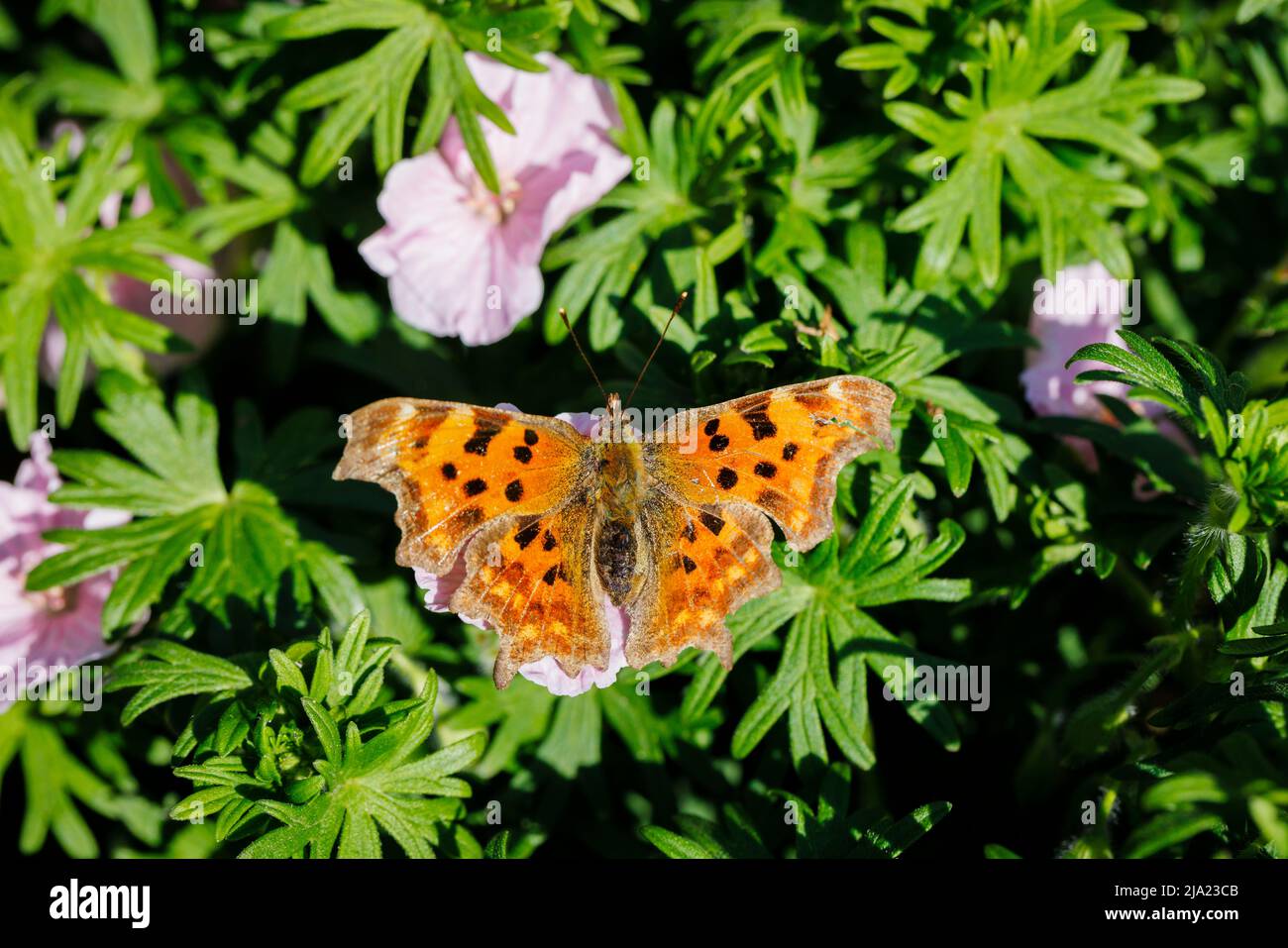 Orange and black mottled Large Tortoiseshell (Nymphalis polychloros) butterfly on a Geranium sanguineum plant in a garden in Surrey, southeast England Stock Photo