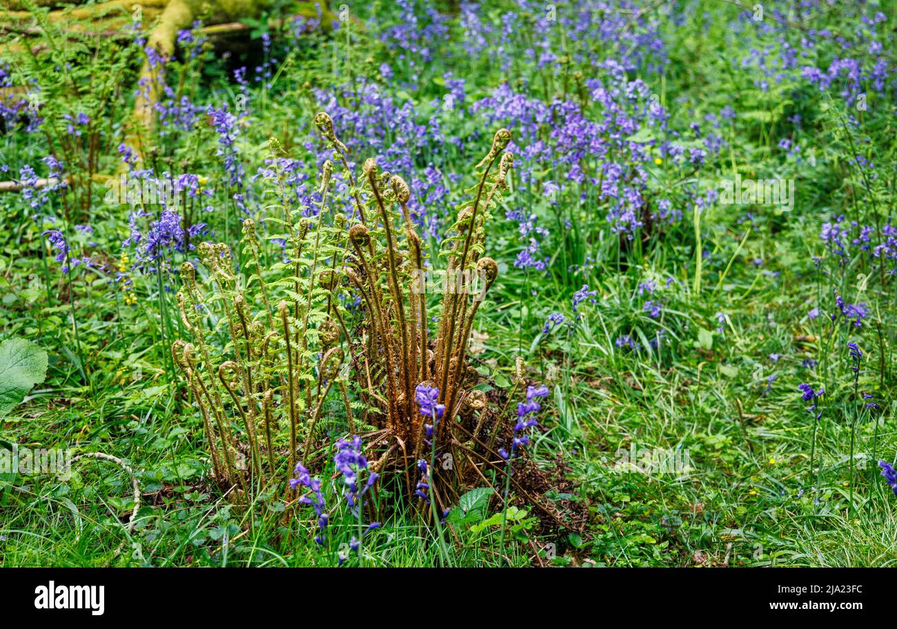 Unfurling ferns in English bluebells (Hyacinthoides non-scripta) flowering in spring at White Down, Surrey Hills Area of outstanding Natural Beauty Stock Photo