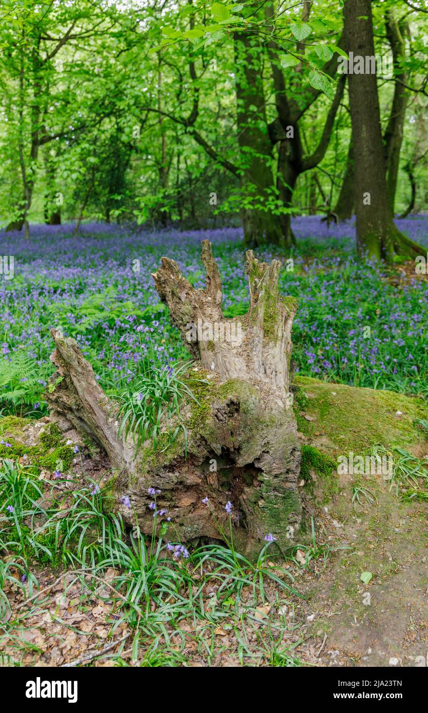 Tree stump and English bluebells (Hyacinthoides non-scripta) flowering in spring at White Down in the Surrey Hills Area of outstanding Natural Beauty Stock Photo
