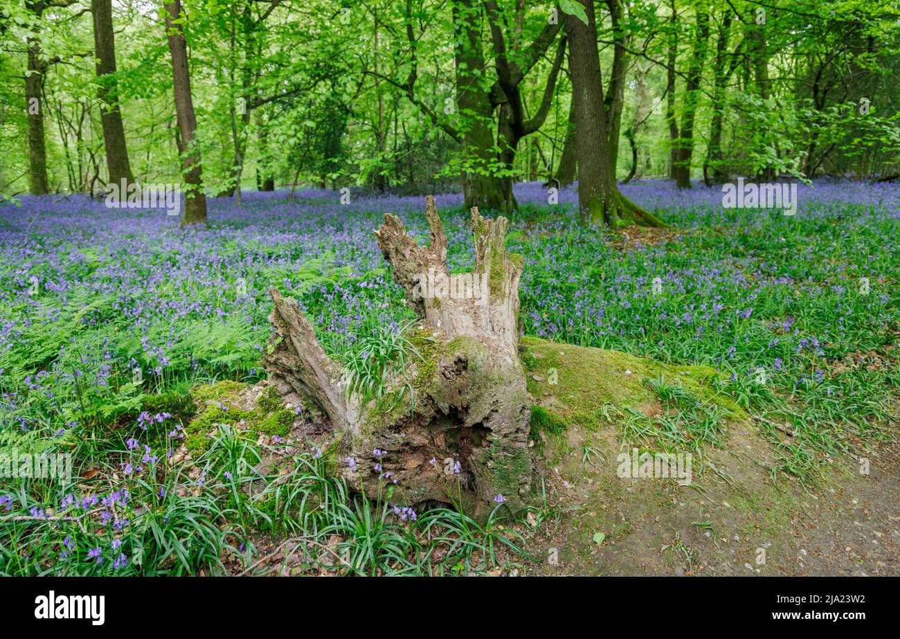 Tree stump and English bluebells (Hyacinthoides non-scripta) flowering in spring at White Down in the Surrey Hills Area of outstanding Natural Beauty Stock Photo