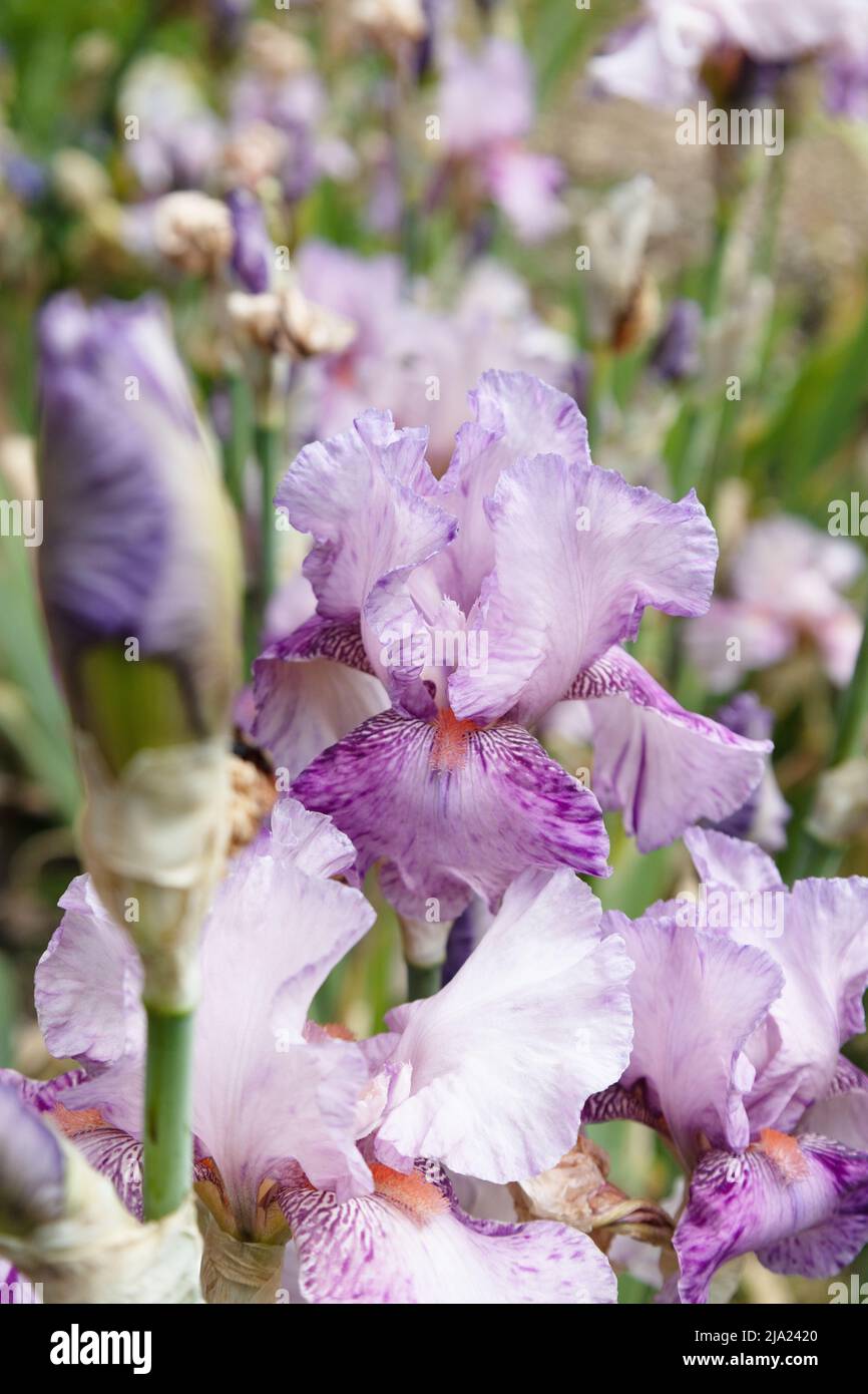 Iris 'Mean Streak' Stock Photo Alamy