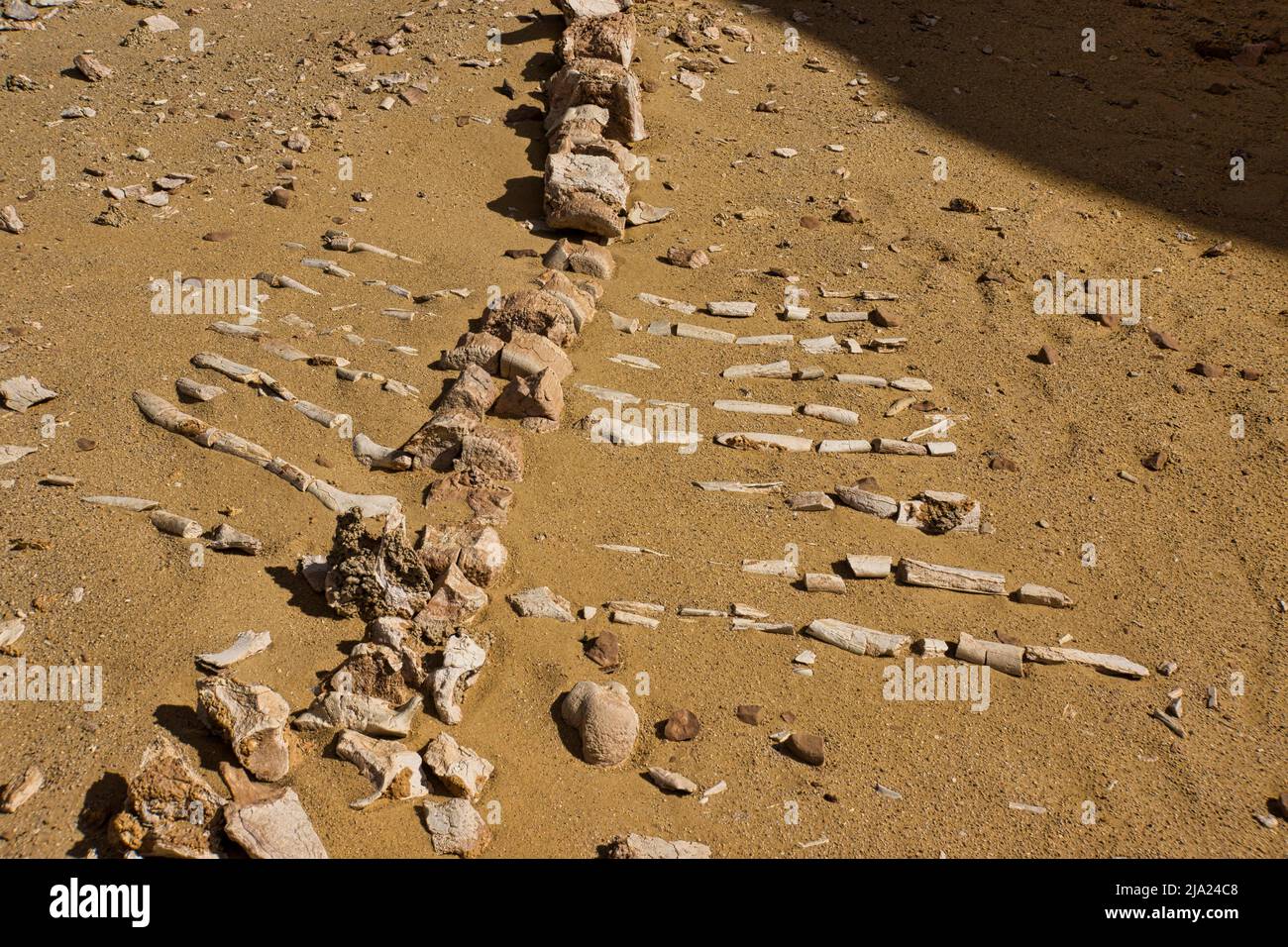 Skeleton of a Basilosaurus whale, Wadi Hitan World Heritage Site, Fayum