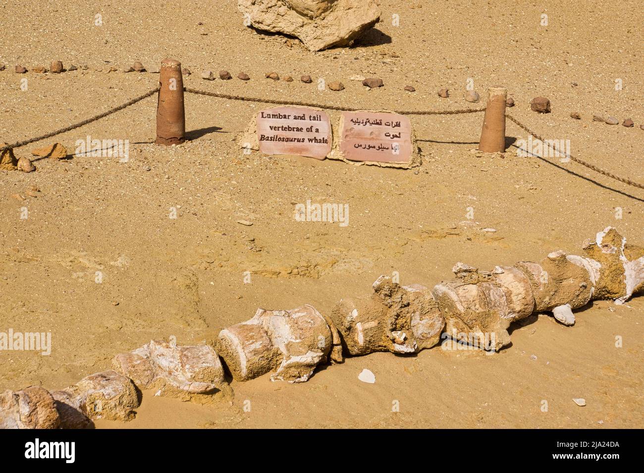 Skeleton of a Basilosaurus whale, Wadi Hitan World Heritage Site, Fayum
