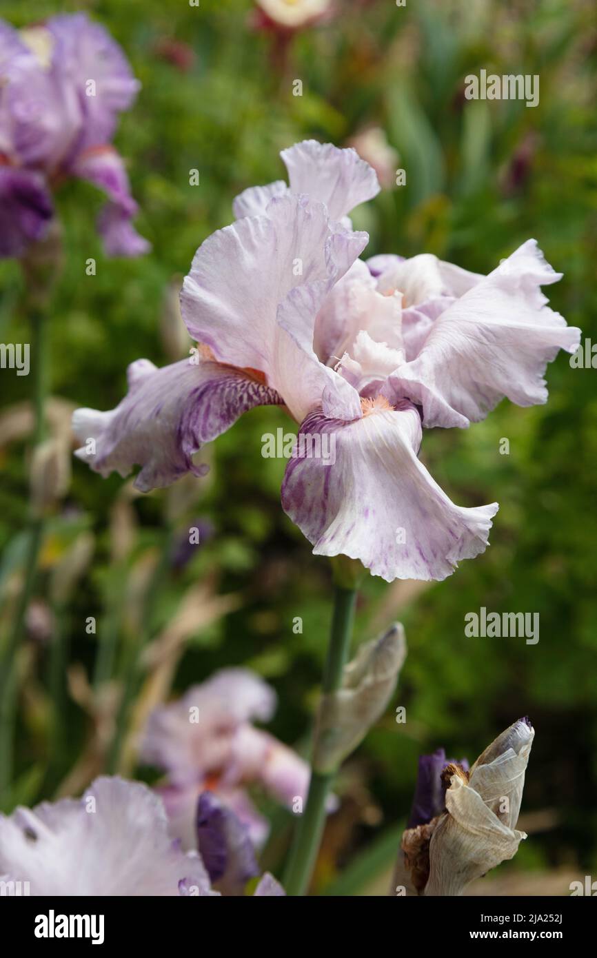 Iris 'Mean Streak' Stock Photo Alamy