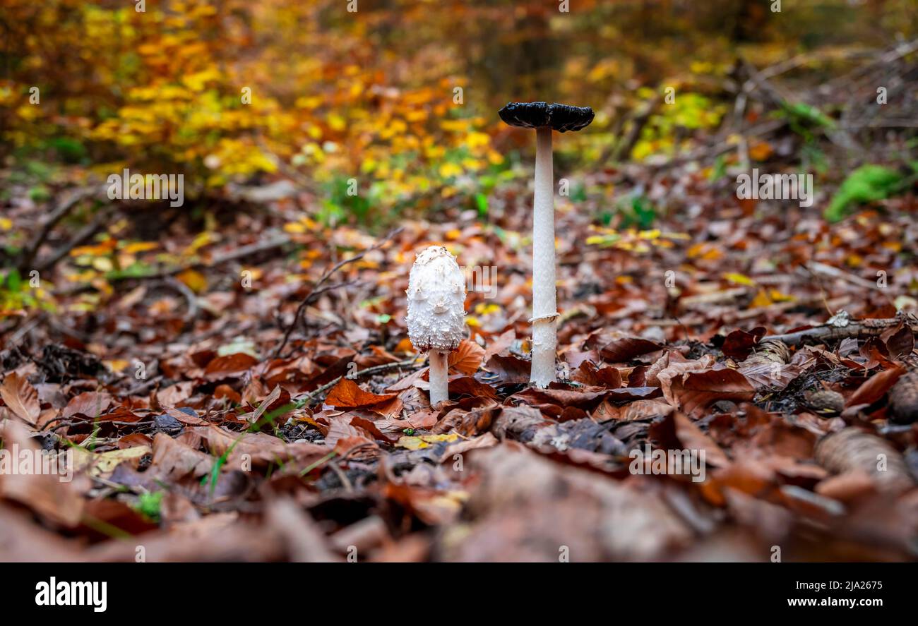 Shaggy ink cap (Coprinus comatus), two mushrooms between autumn leaves, Wuermtal near Gauting, Bavaria, Germany Stock Photo