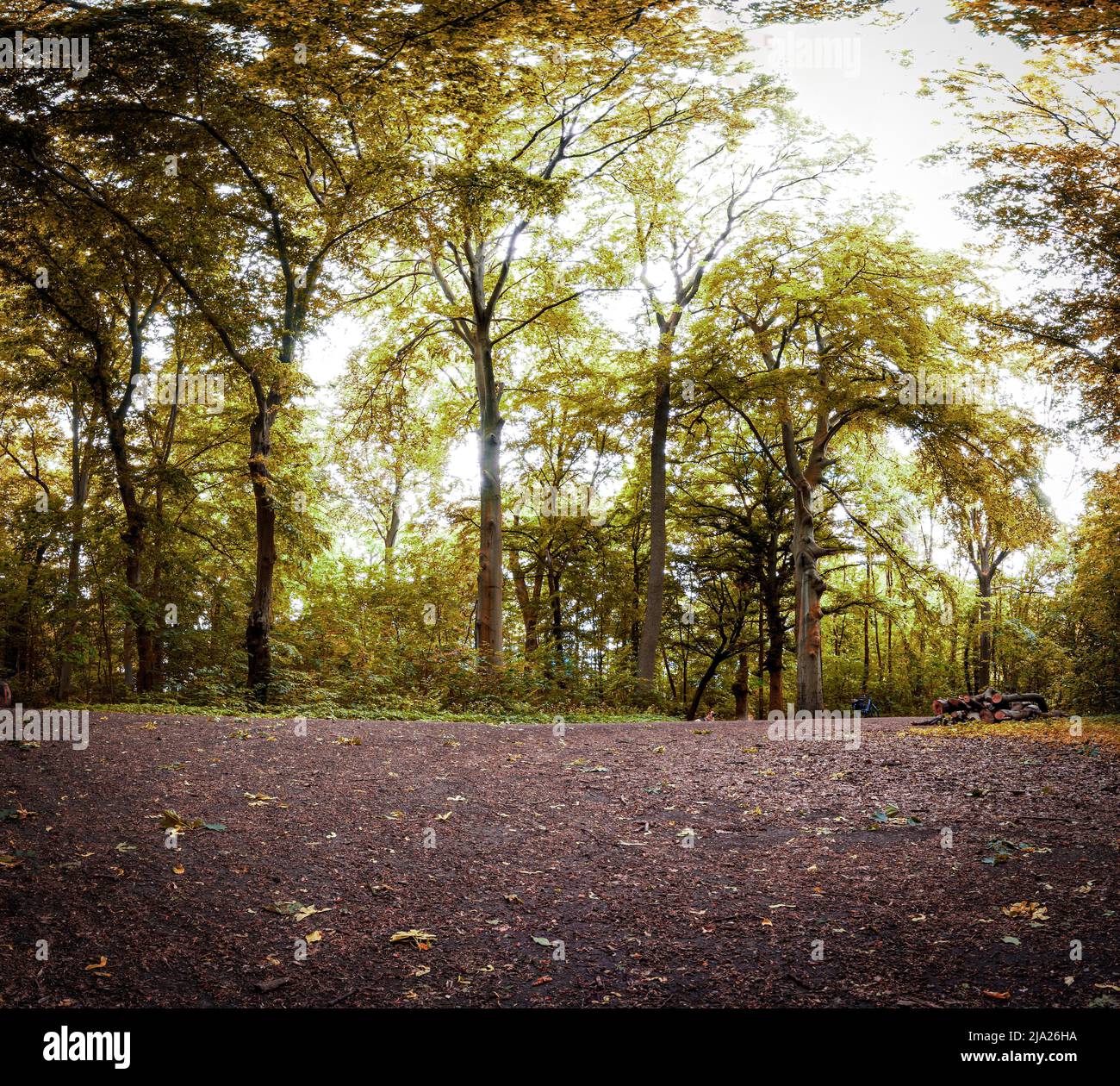 Deciduous trees with their green leaves in spring in a small forest at