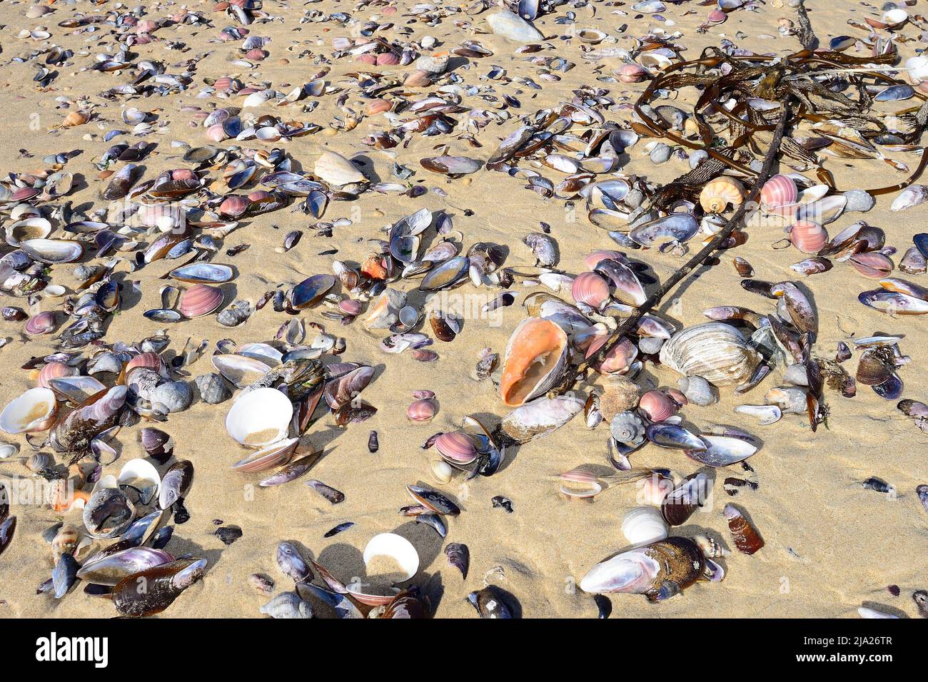 Shells on the beach, Coronilla, Departamento Rocha, Uruguay Stock Photo