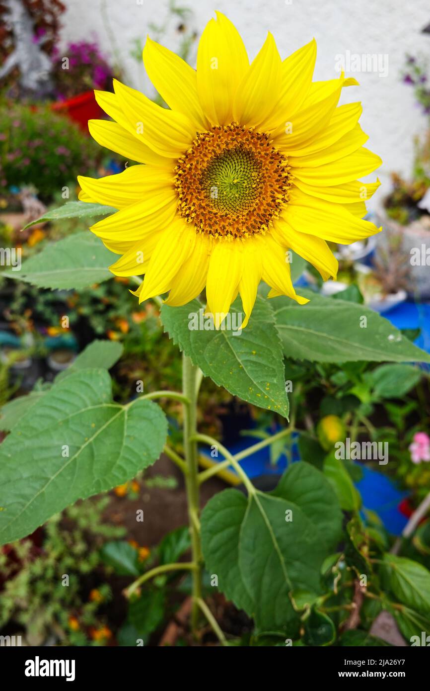 Sunflower in a home garden Southern California Stock Photo
