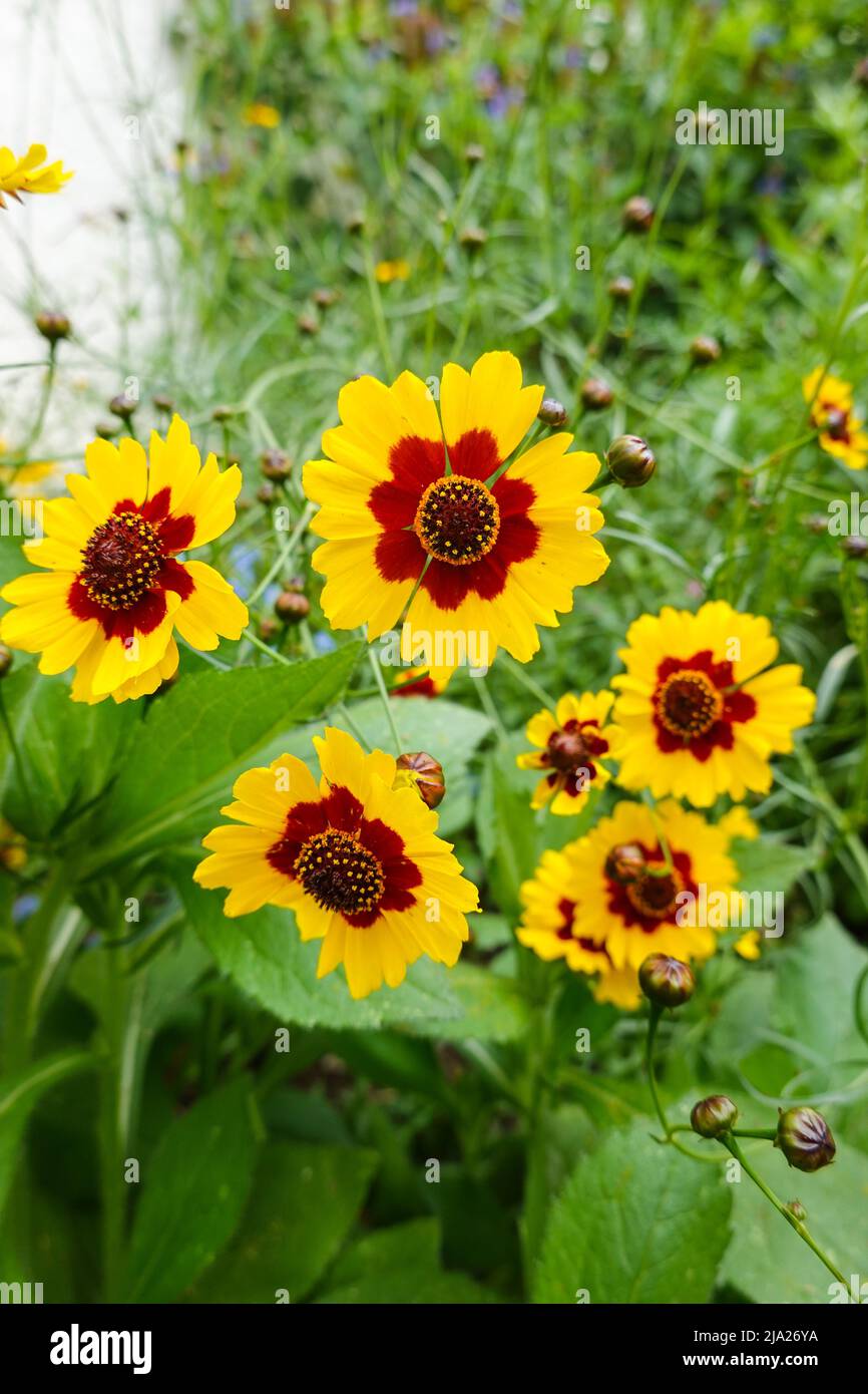 Coreopsis basalis , Golden Wave Coreopsis a red and yellow wildflower growing in California garden Stock Photo