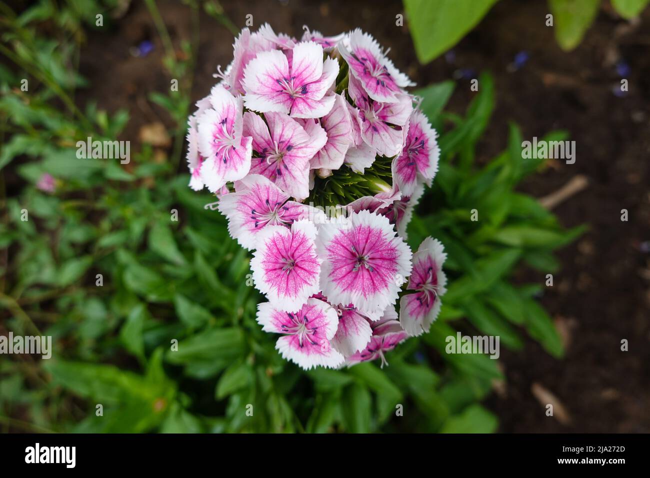 Sweet William flowers (Dianthus barbatus) California home garden Stock Photo