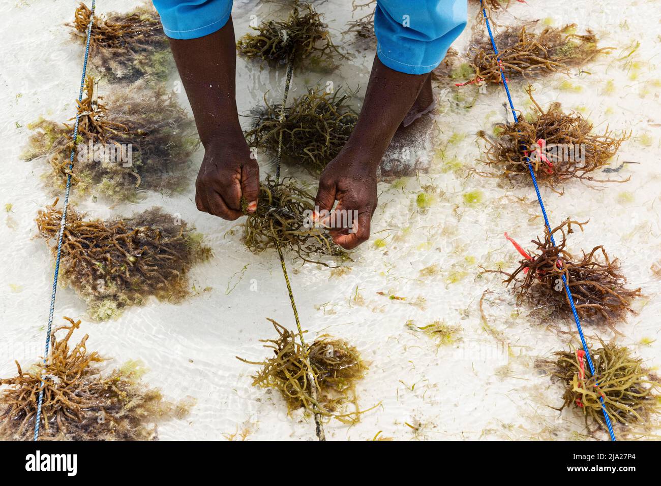 Hands tying red algae (Rhodophyta) to string, plantation, Seaweed centre, Women's Cooperative, seaweed cultivation and soap production, Paje, East Stock Photo