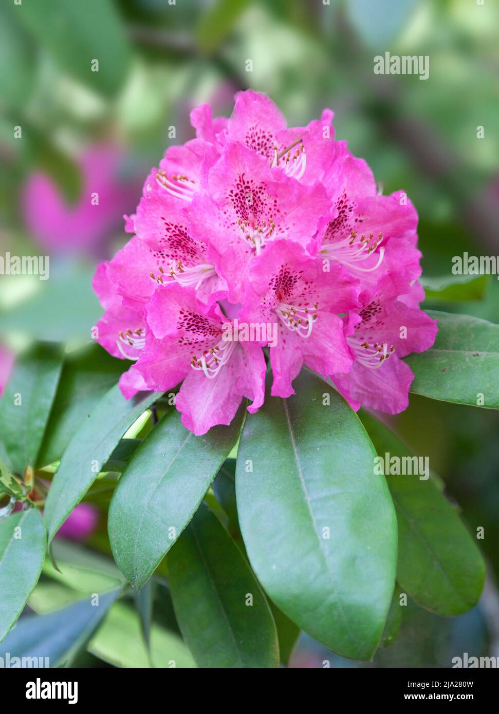 Rhododendron 'Purple Splendour'. Stock Photo