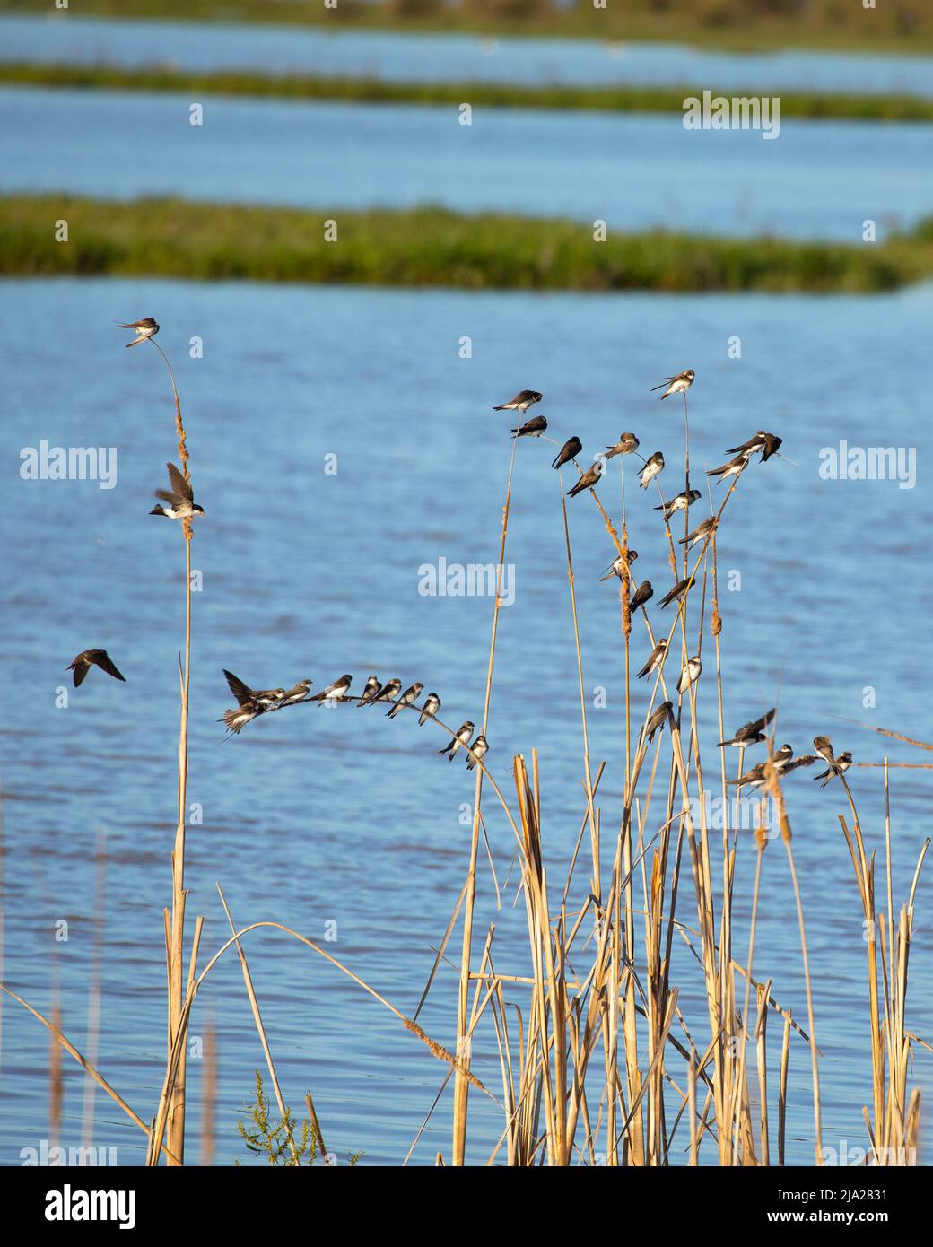 A flock of House Martins, Delichon urbicum, perched on old Reedmace/Bulrush/typha stems, warming up in the morning sun after a very cold night. Coto D Stock Photo