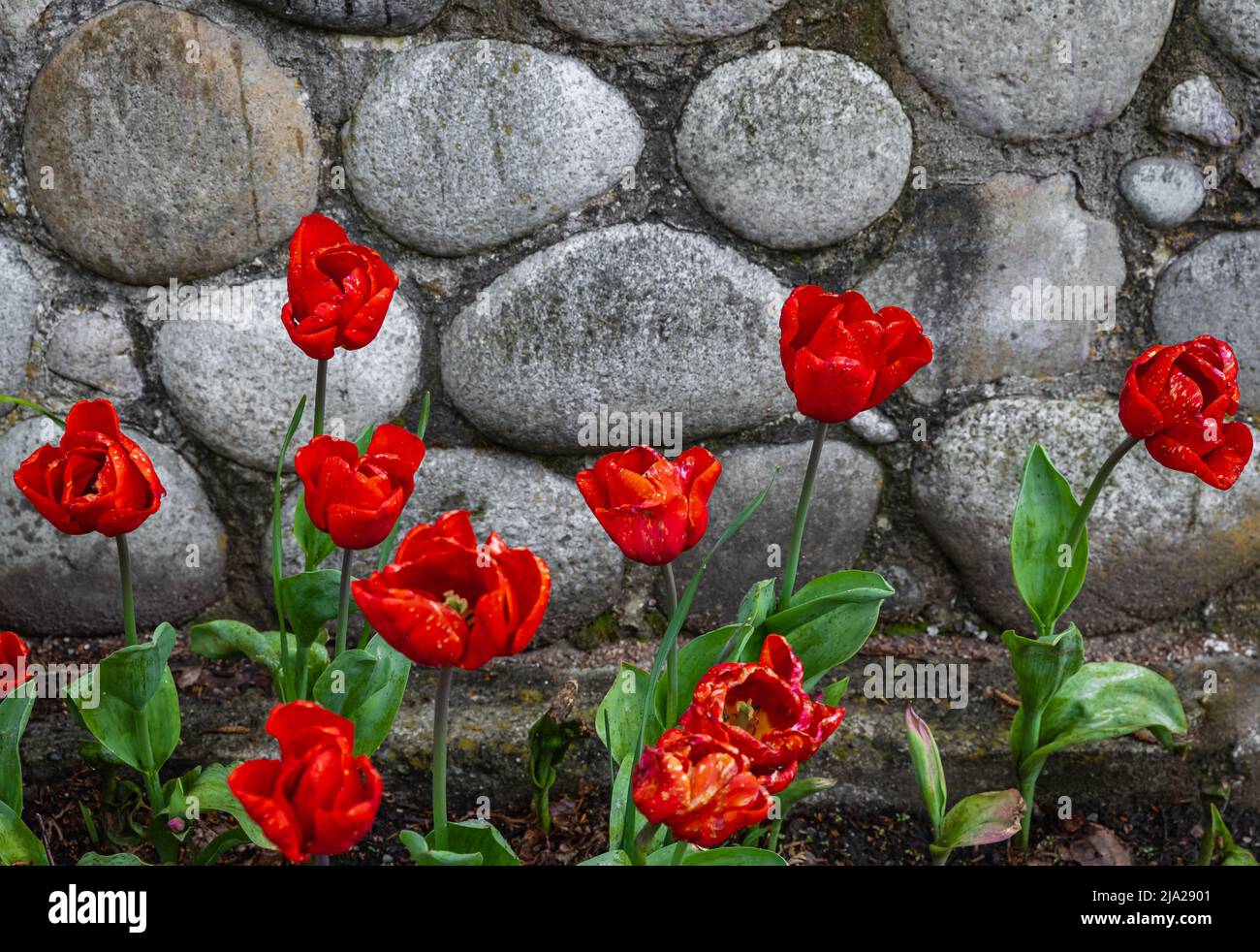 Red tulips background. Beautiful tulip in the garden. Flower bud in spring. Flowerbed with flowers. Tulip close-up. Red flower, selective focus, nobod Stock Photo