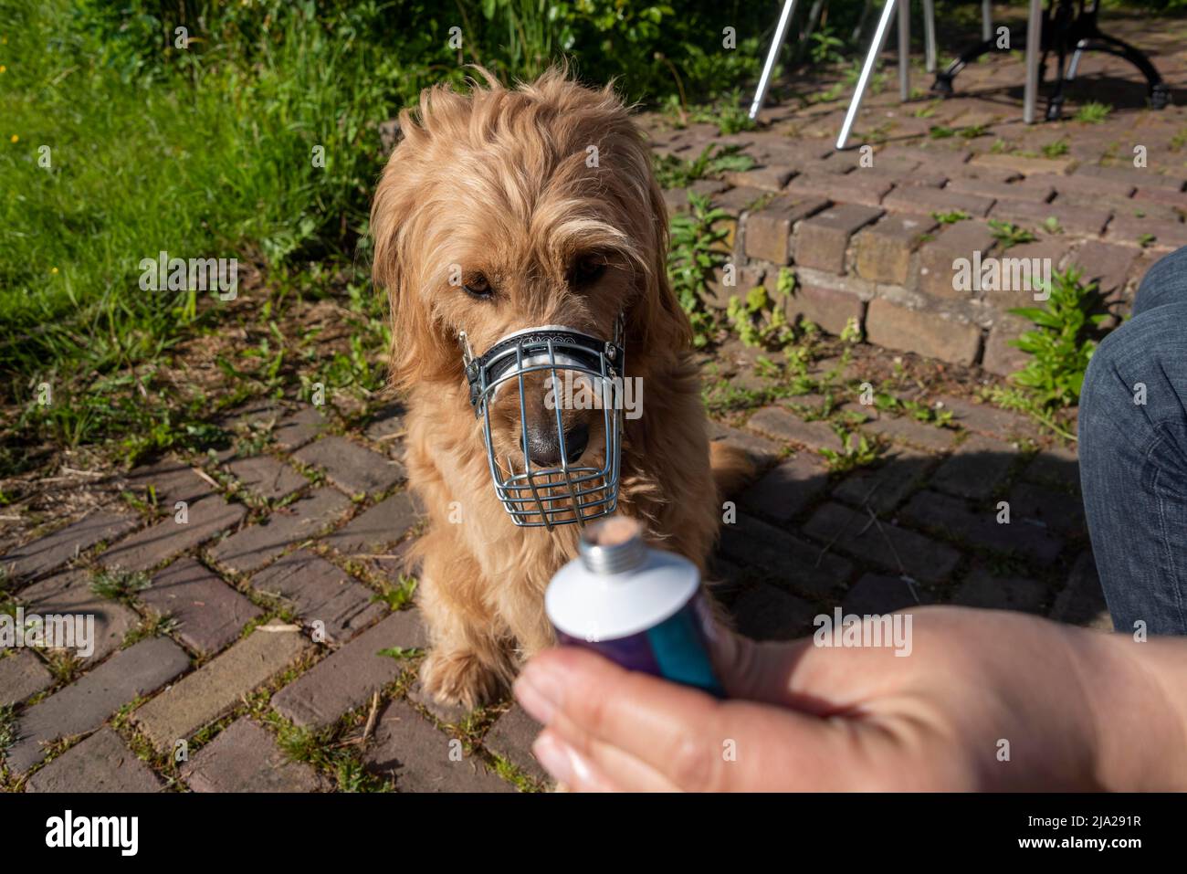 Muzzled dog, muzzle training, Amsterdam, Netherlands Stock Photo Alamy