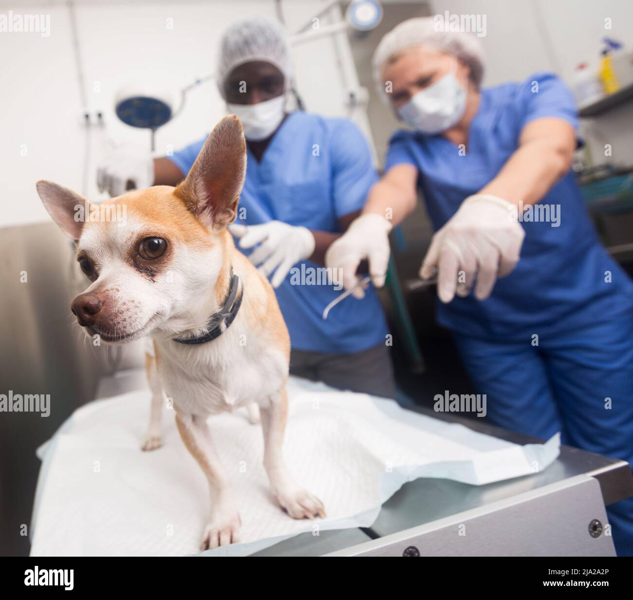 Doctor vet and assistant bandage chihuahua dog with bandage after