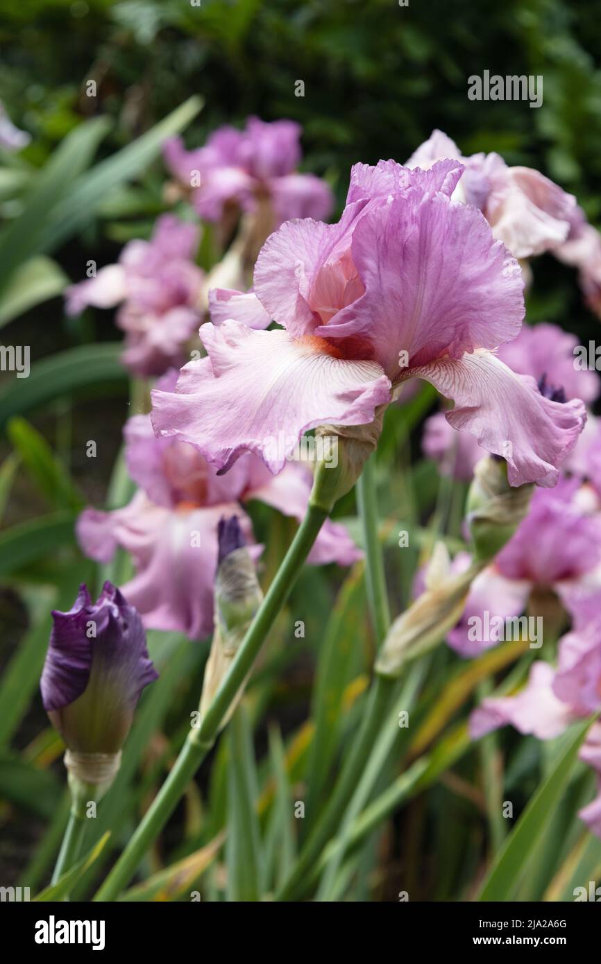 Iris 'wild Irish rose'. Stock Photo