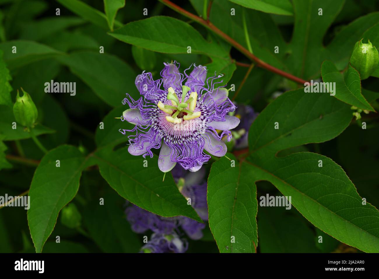 Passion flower (Passiflora incarnata) is a perennial, flowering vine
